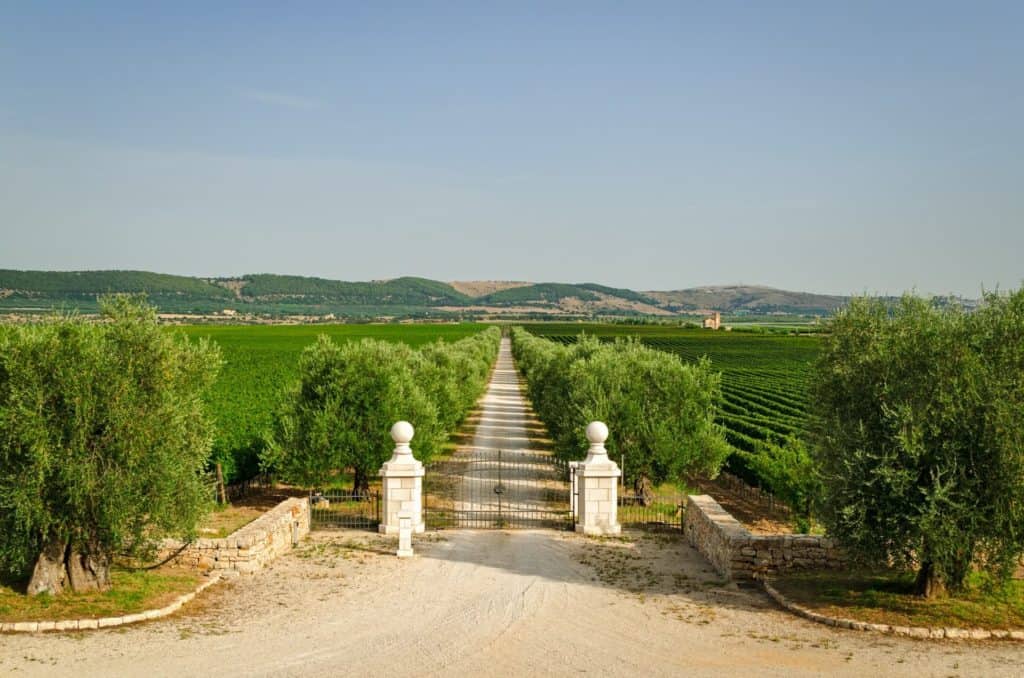 How Many Wineries Can You Visit In a Day In Puglia?