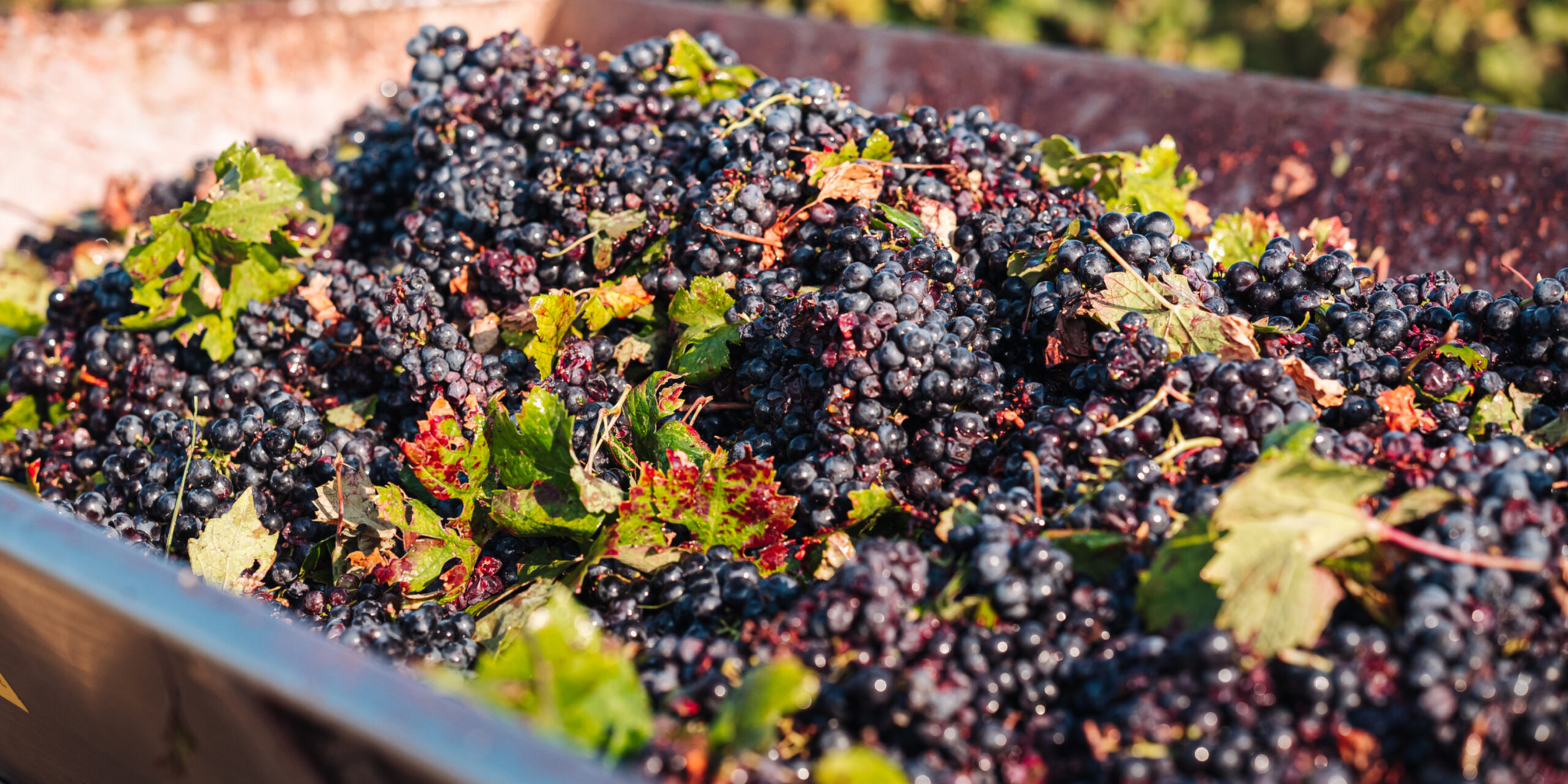 A Wine Lover’s Guide to Puglia: Indigenous Grapes and Popular Wines